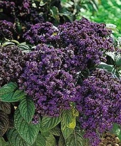 Fragrant Marine Heliotrope Seeds - Vanilla Scented Blue Flowers - 50 Seeds - Image 1