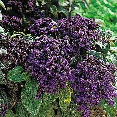 Fragrant Marine Heliotrope Seeds - Vanilla Scented Blue Flowers - 50 Seeds - Image 1