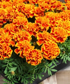 French Marigold Sparky Mixed Colors Flower Seeds - 400 Count - Image 10