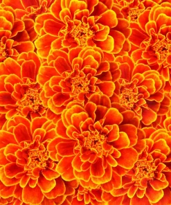 French Marigold Sparky Mixed Colors Flower Seeds - 400 Count - Image 11