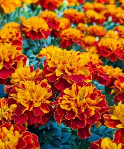 French Marigold Sparky Mixed Colors Flower Seeds - 400 Count - Image 13