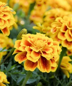 French Marigold Sparky Mixed Colors Flower Seeds - 400 Count - Image 2