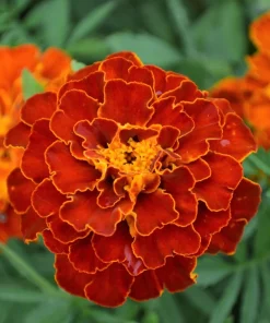 French Marigold Sparky Mixed Colors Flower Seeds - 400 Count - Image 3