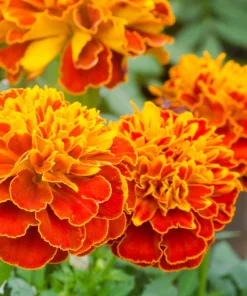 French Marigold Sparky Mixed Colors Flower Seeds - 400 Count - Image 4