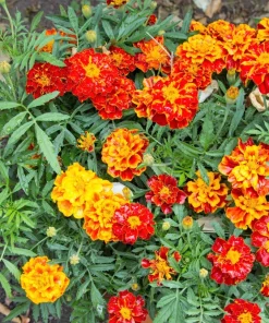 French Marigold Sparky Mixed Colors Flower Seeds - 400 Count - Image 5