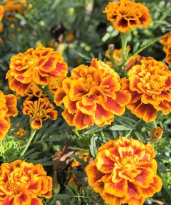 French Marigold Sparky Mixed Colors Flower Seeds - 400 Count - Image 6