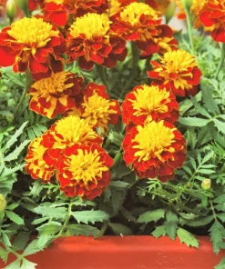 French Marigold Sparky Mixed Colors Flower Seeds - 400 Count - Image 7