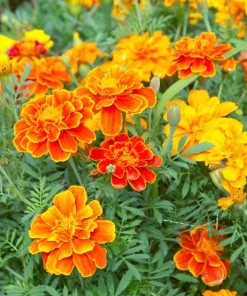 French Marigold Sparky Mixed Colors Flower Seeds - 400 Count - Image 8