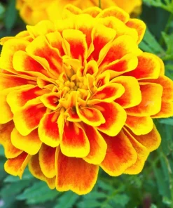 French Marigold Sparky Mixed Colors Flower Seeds - 400 Count - Image 9