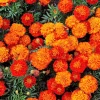 French Marigold Sparky Mixed Colors Flower Seeds - 400 Count - Image 1