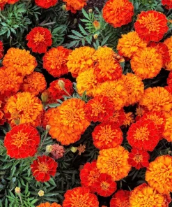 French Marigold Sparky Mixed Colors Flower Seeds - 400 Count - Image 1
