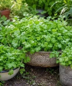 Fresh Cilantro Live Plant - Coriander Herb, 4-6 Inch Tall, Outdoor Garden - Image 10