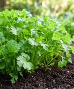 Fresh Cilantro Live Plant - Coriander Herb, 4-6 Inch Tall, Outdoor Garden - Image 2