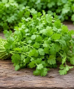 Fresh Cilantro Live Plant - Coriander Herb, 4-6 Inch Tall, Outdoor Garden - Image 3