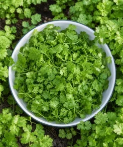 Fresh Cilantro Live Plant - Coriander Herb, 4-6 Inch Tall, Outdoor Garden - Image 4