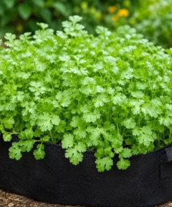 Fresh Cilantro Live Plant - Coriander Herb, 4-6 Inch Tall, Outdoor Garden - Image 5