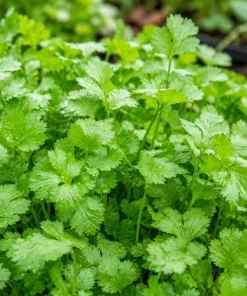 Fresh Cilantro Live Plant - Coriander Herb, 4-6 Inch Tall, Outdoor Garden - Image 6