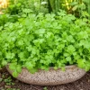 Fresh Cilantro Live Plant - Coriander Herb, 4-6 Inch Tall, Outdoor Garden - Image 1