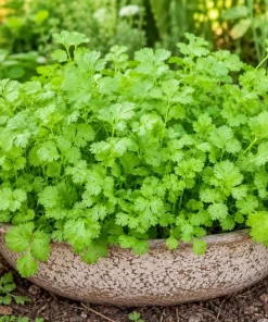 Fresh Cilantro Live Plant - Coriander Herb, 4-6 Inch Tall, Outdoor Garden - Image 1