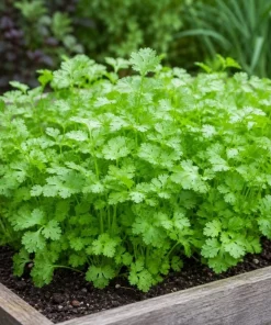 Fresh Cilantro Live Plant - Coriander Herb, 4-6 Inch Tall, Outdoor Garden - Image 7