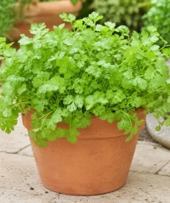 Fresh Cilantro Live Plant - Coriander Herb, 4-6 Inch Tall, Outdoor Garden - Image 9