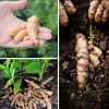 Fresh Turmeric Plant Rhizomes (Curcuma Longa) - 3 Live Roots Ready for Planting, Indoor/Outdoor - Image 1