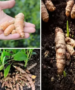 Fresh Turmeric Plant Rhizomes (Curcuma Longa) - 3 Live Roots Ready for Planting, Indoor/Outdoor - Image 1
