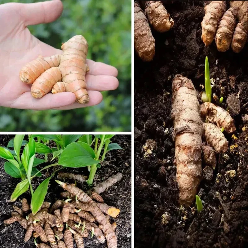 Fresh Turmeric Plant Rhizomes (Curcuma Longa) - 3 Live Roots Ready for Planting, Indoor/Outdoor - Image 1