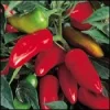 Fresno Chile Pepper Seeds - 25 Count - Medium Hot for Salsas & Cooking - Image 1