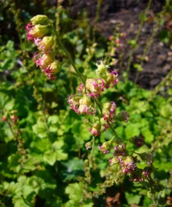 Fringecup Tellima Grandiflora Odorata Pink Flower Seeds - 25 Seeds - Image 10