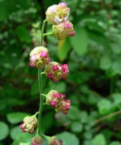 Fringecup Tellima Grandiflora Odorata Pink Flower Seeds - 25 Seeds - Image 2