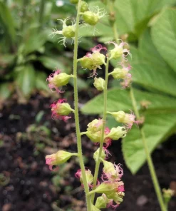 Fringecup Tellima Grandiflora Odorata Pink Flower Seeds - 25 Seeds - Image 3