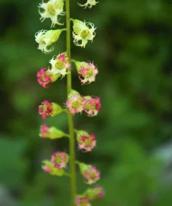 Fringecup Tellima Grandiflora Odorata Pink Flower Seeds - 25 Seeds - Image 4