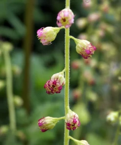 Fringecup Tellima Grandiflora Odorata Pink Flower Seeds - 25 Seeds - Image 5