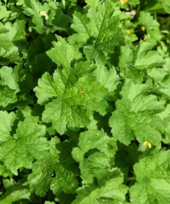 Fringecup Tellima Grandiflora Odorata Pink Flower Seeds - 25 Seeds - Image 6