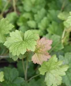 Fringecup Tellima Grandiflora Odorata Pink Flower Seeds - 25 Seeds - Image 7
