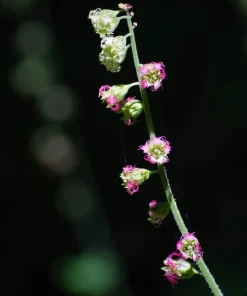 Fringecup Tellima Grandiflora Odorata Pink Flower Seeds - 25 Seeds - Image 9