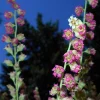 Fringecup Tellima Grandiflora Odorata Pink Flower Seeds - 25 Seeds - Image 1