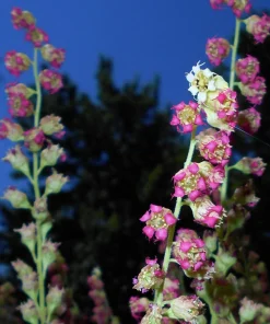 Fringecup Tellima Grandiflora Odorata Pink Flower Seeds - 25 Seeds - Image 1