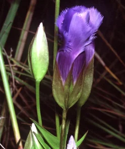 Fringed Gentian Seeds - 200 Count, Blue-Purple Native Wildflower for Zones 3-8 - Image 10