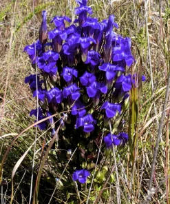 Fringed Gentian Seeds - 200 Count, Blue-Purple Native Wildflower for Zones 3-8 - Image 2