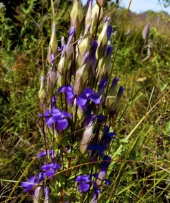 Fringed Gentian Seeds - 200 Count, Blue-Purple Native Wildflower for Zones 3-8 - Image 3
