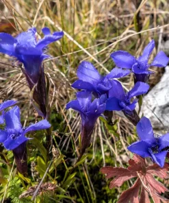 Fringed Gentian Seeds - 200 Count, Blue-Purple Native Wildflower for Zones 3-8 - Image 4