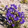 Fringed Gentian Seeds - 200 Count, Blue-Purple Native Wildflower for Zones 3-8 - Image 1