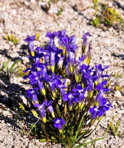 Fringed Gentian Seeds - 200 Count, Blue-Purple Native Wildflower for Zones 3-8 - Image 1