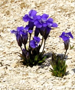 Fringed Gentian Seeds - 200 Count, Blue-Purple Native Wildflower for Zones 3-8 - Image 5