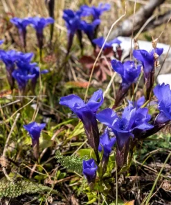 Fringed Gentian Seeds - 200 Count, Blue-Purple Native Wildflower for Zones 3-8 - Image 6