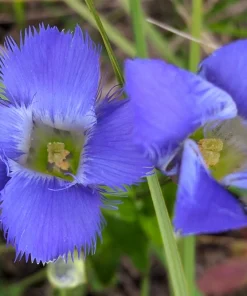 Fringed Gentian Seeds - 200 Count, Blue-Purple Native Wildflower for Zones 3-8 - Image 7