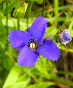 Fringed Gentian Seeds - 200 Count, Blue-Purple Native Wildflower for Zones 3-8 - Image 8