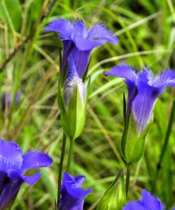 Fringed Gentian Seeds - 200 Count, Blue-Purple Native Wildflower for Zones 3-8 - Image 9